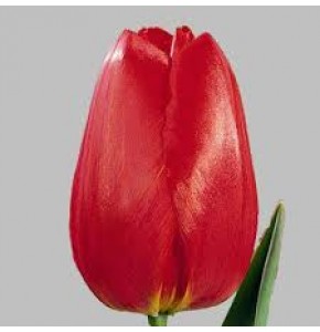 ΤΟΥΛΙΠΑ  ΚΟΚΚΙΝΗ TULPEN BEN VAN ZANTEN